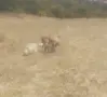 Продават се овчарки, снимка 2
