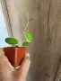 Хоя Acuta albomarginata, снимка 2