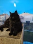 Уникални котенца Мейн кун , снимка 3