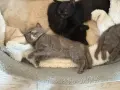 Британски късокосмести, снимка 5