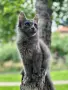 Mein Coon Мейн Кун, снимка 7